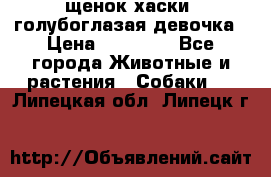 щенок хаски  голубоглазая девочка › Цена ­ 12 000 - Все города Животные и растения » Собаки   . Липецкая обл.,Липецк г.